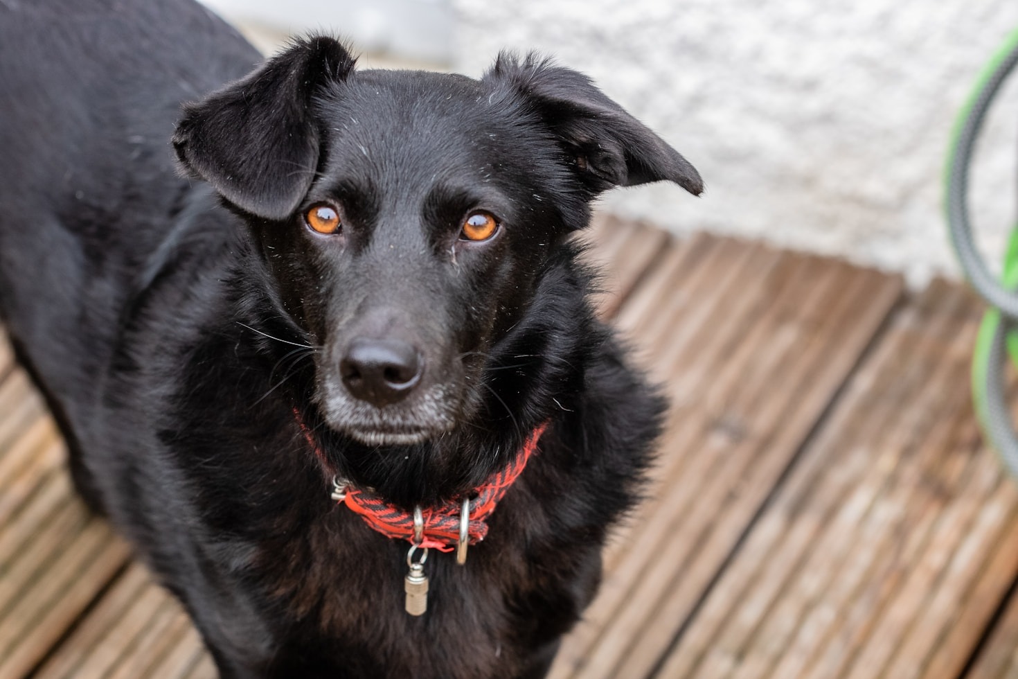 The Journey of a Rescued Dog Across Borders